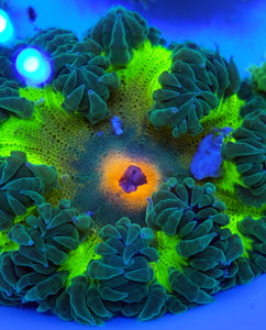 XL Bi-color Green Pink Mouth Flower Anemone