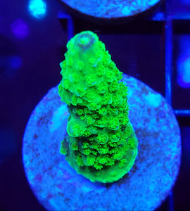 Green Slimer Acro