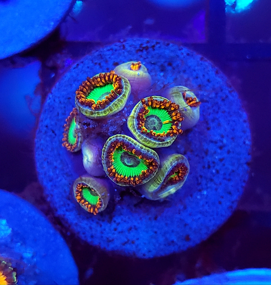 Emeralds on Fire Zoa