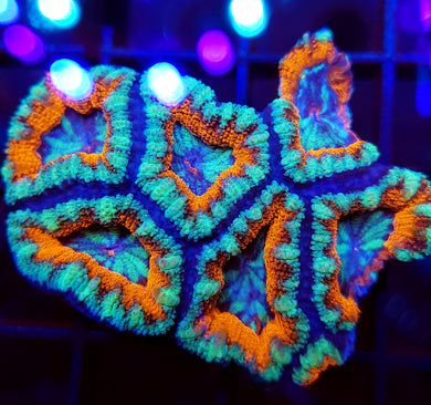 Frostfire Swirl Acan Chunk