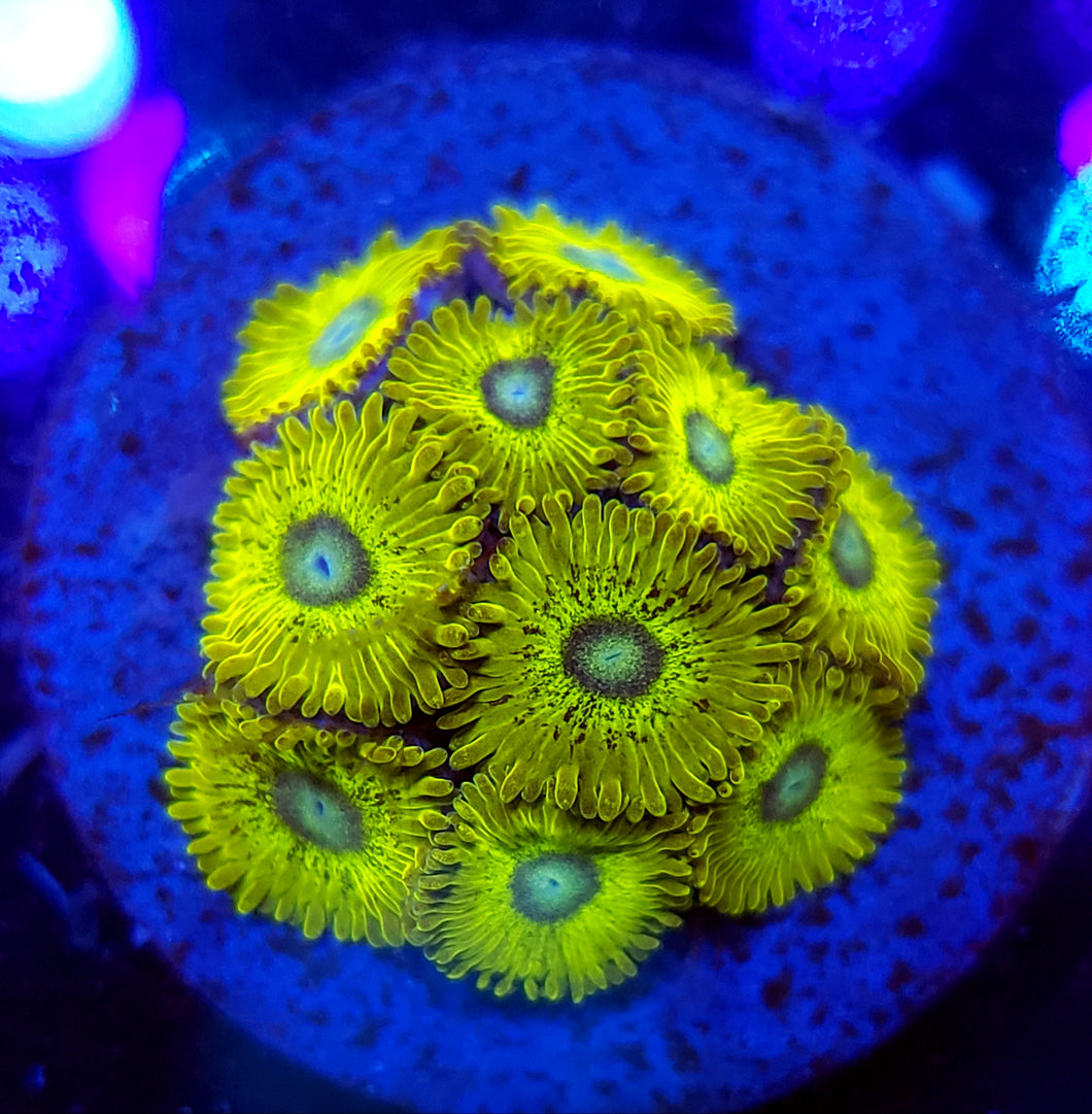 Pikachu Zoas