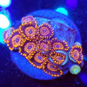 Twizzler Zoas