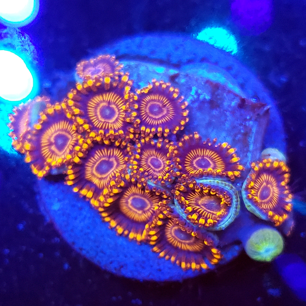 Twizzler Zoas