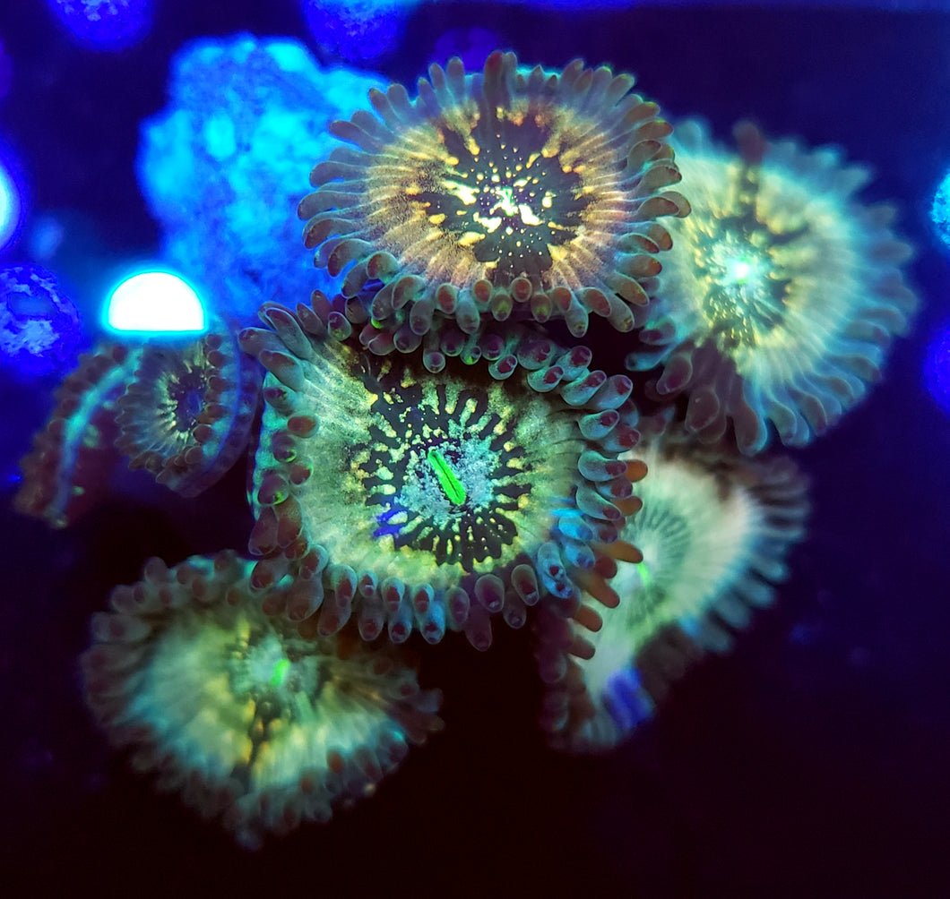 Hawaiian Sticky Punch Zoas