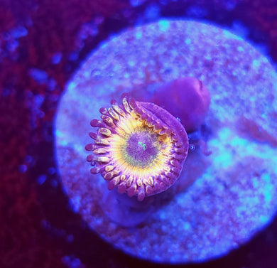 Rainbow Infusion Zoas