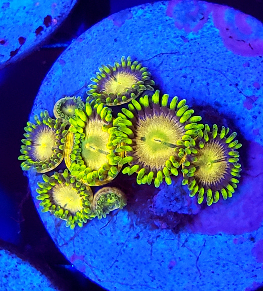 Laser Lemon Zoas