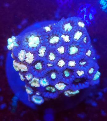 Pink Snowflake Gonipora