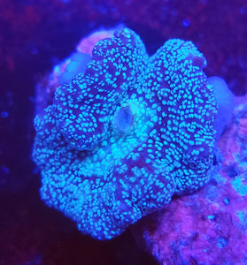 Blue Innerstellar Mushroom