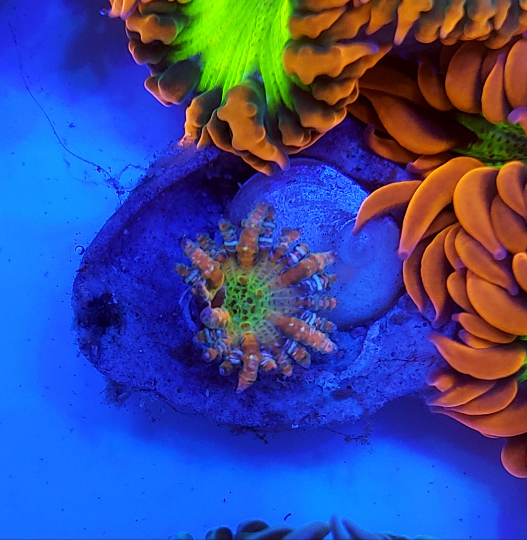 Baby Ultra Flower Anemone