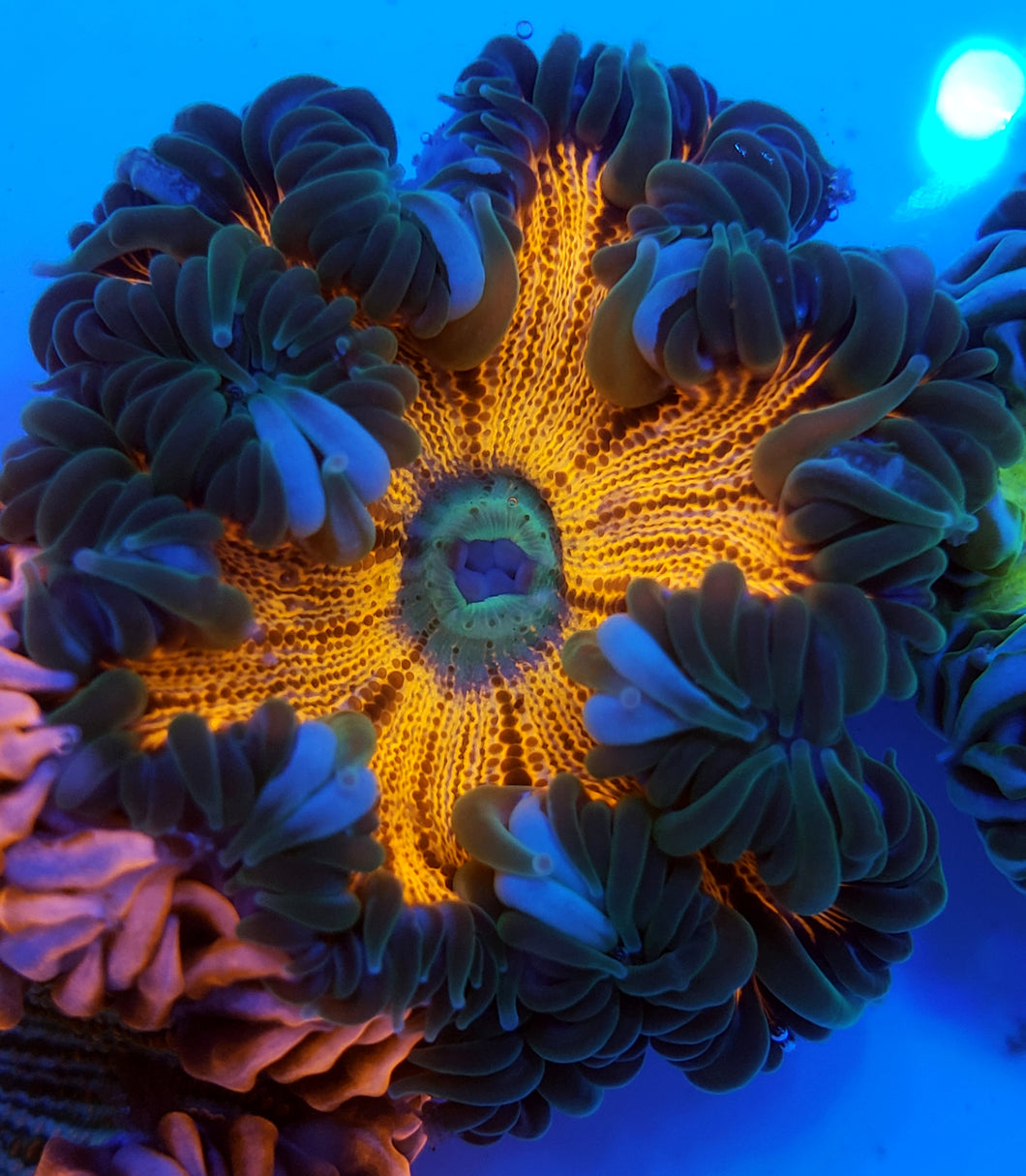 Green Skirt Green Mouth Ultra Red Flower Anemone