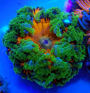 Neon Skirt Green Mouth Ultra Red Flower Anemone
