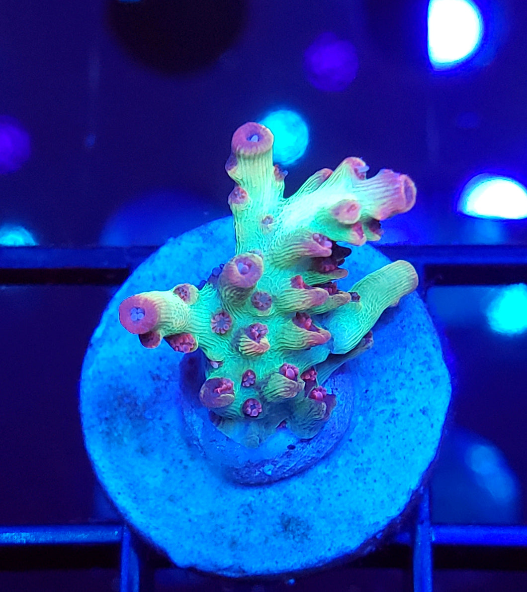 Strawberry Shortcake Acro