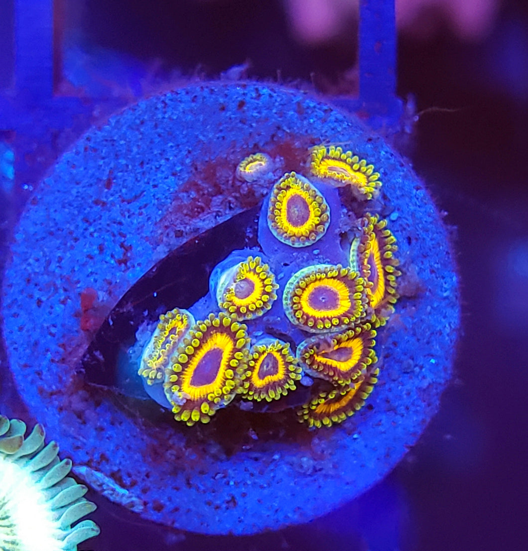 Jungle Juice Zoas