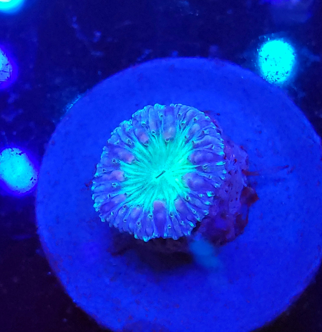 Blue Blasto