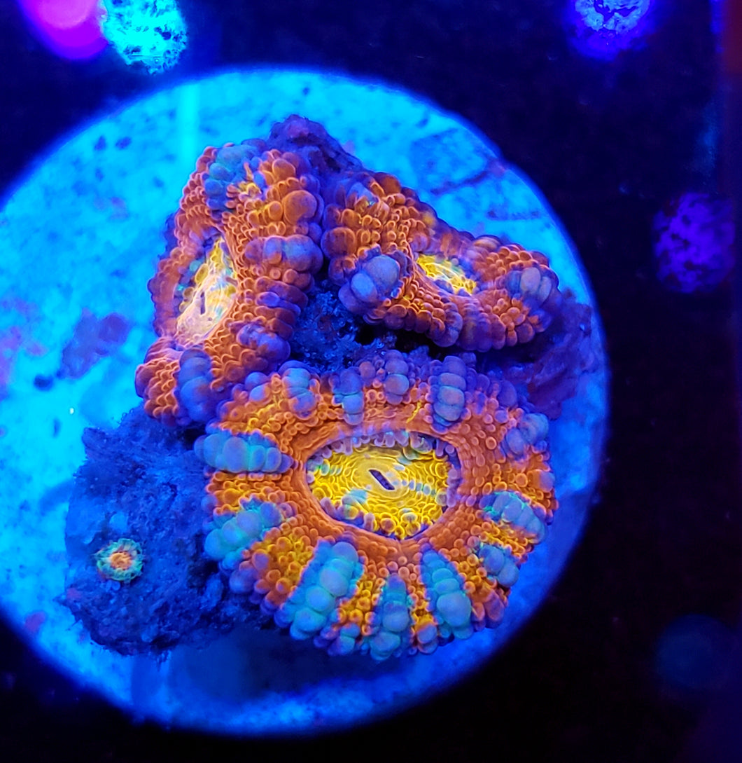 Rainbow Eye Acans