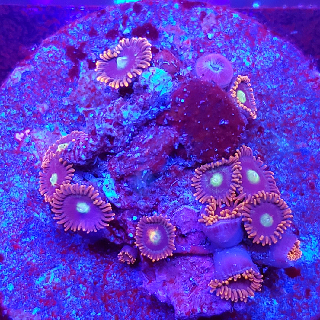 Uknown Red Zoa Disk
