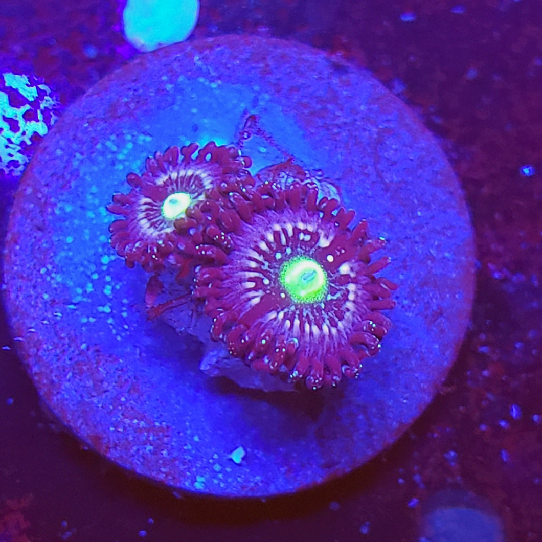 Blue Lagoon Zoas