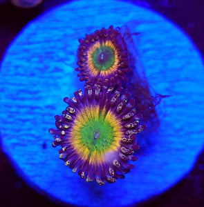 Rainbow Infusion Zoas
