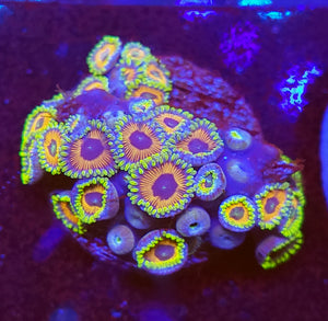 Eagle Eye Zoas