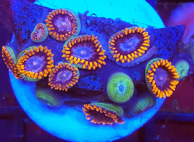 Alpha & Omega Zoas