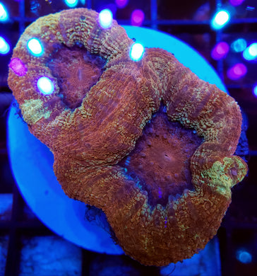 Pink Plasma Bowerbanki