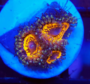 Armageddon Zoas