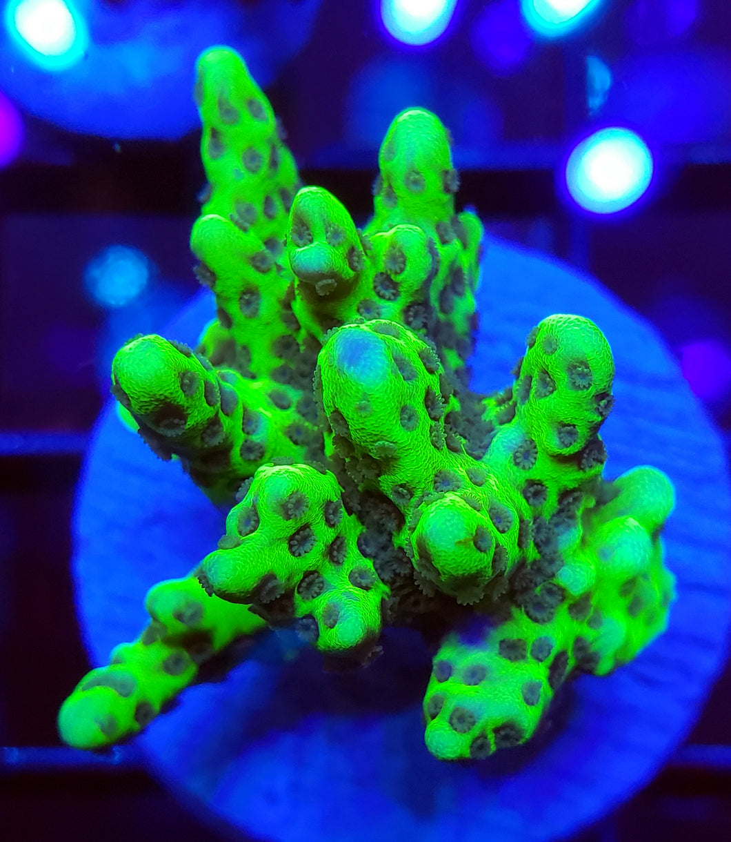 WWC Slimeball Acro Mini Colony