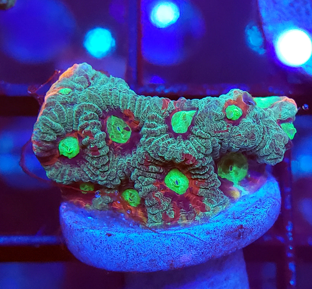 War Coral Favia