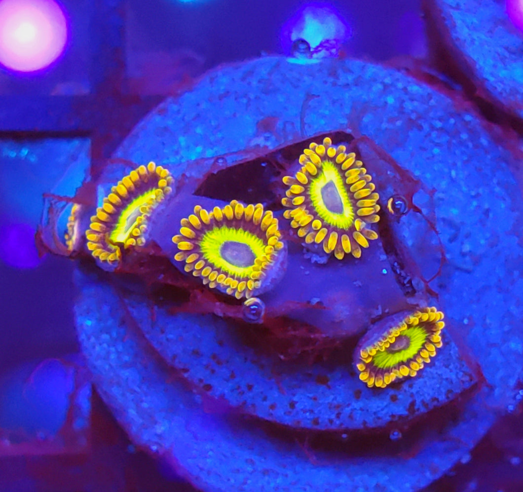 Fruit Loop Zoas