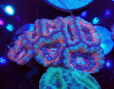 Pink Swirl Acan Chunk