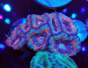 Pink Swirl Acan Chunk