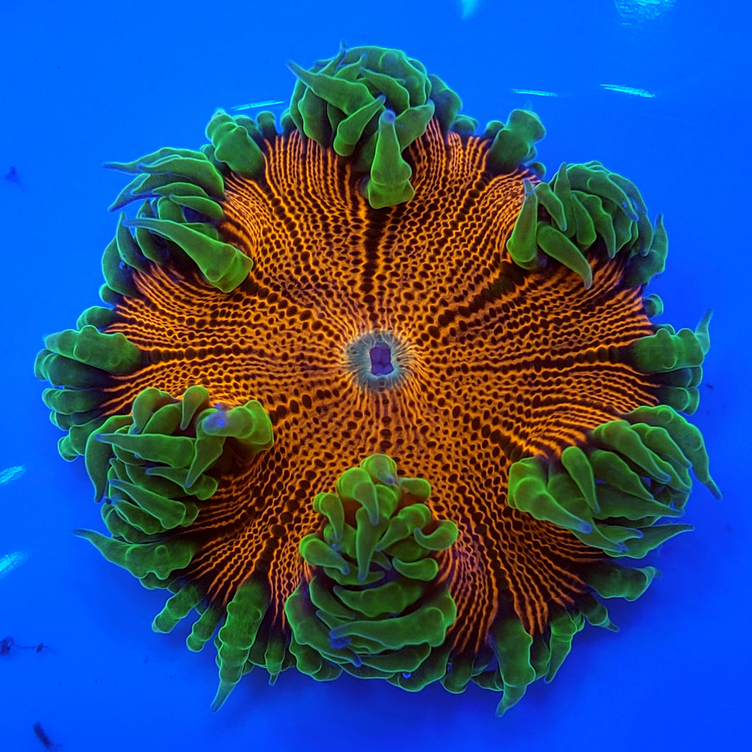 Neon Skirt Ultra Red Flower Anemone