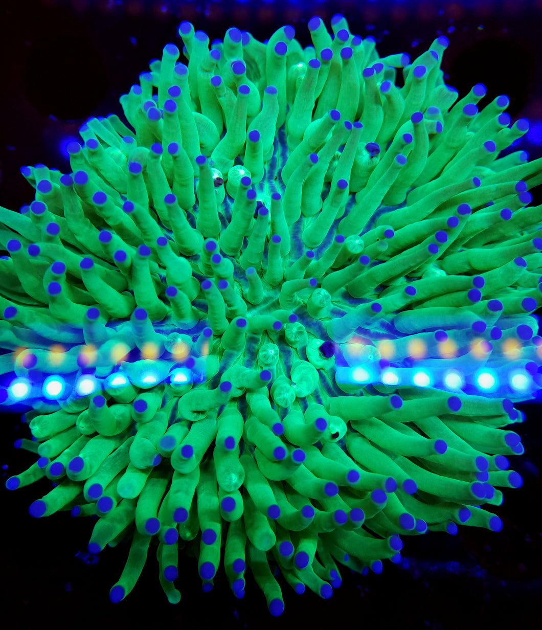 Blue Tip Ultra Green Long Tentacle Plate Coral