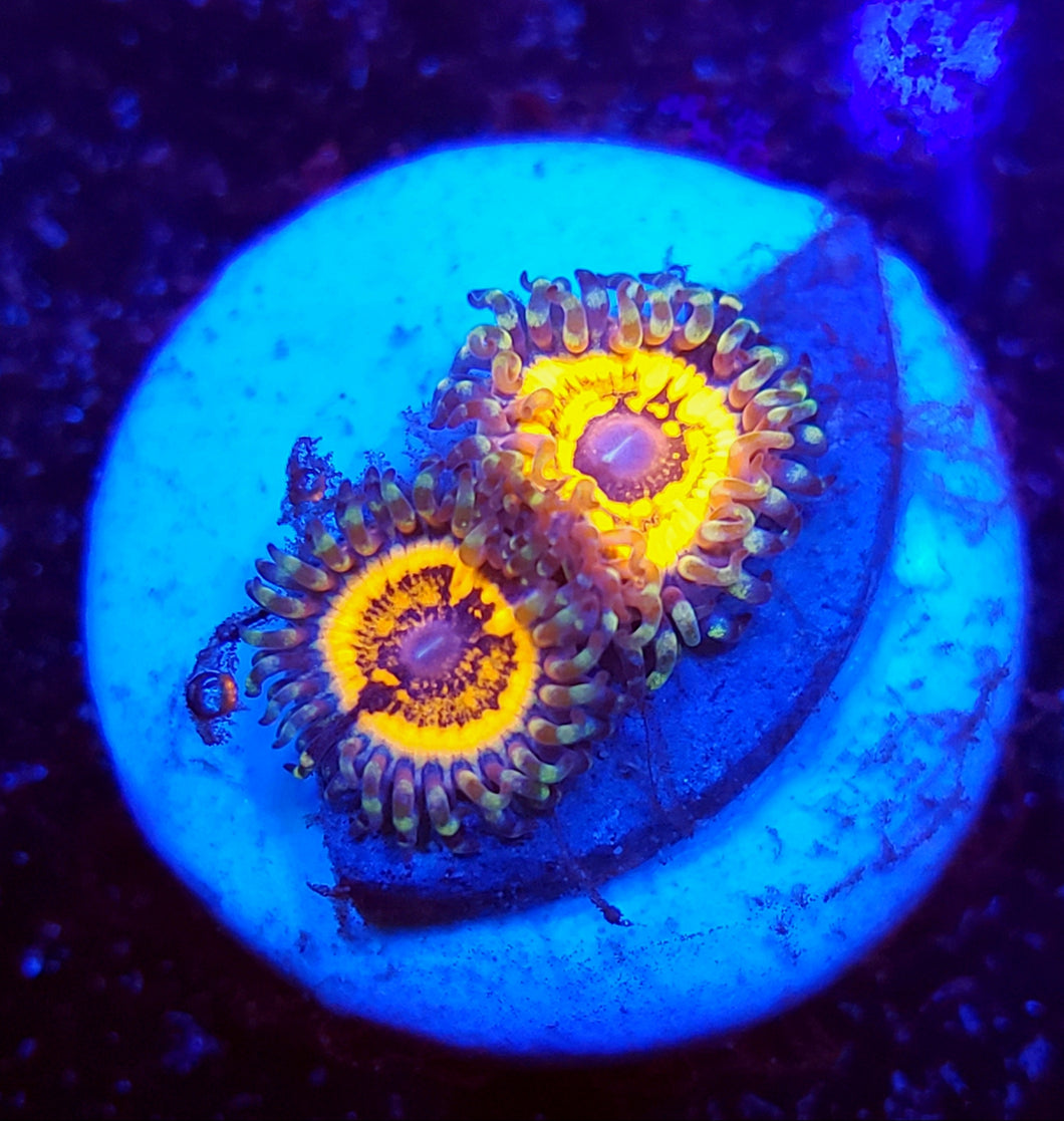 Armageddon Zoas