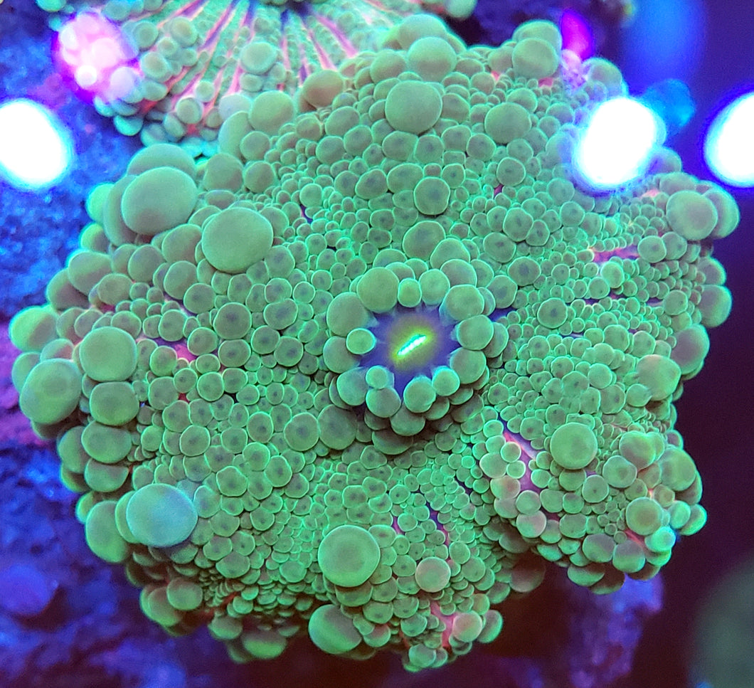 Ultra Pink Base Green Yuma Mushroom