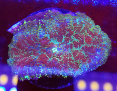 Painters Pallet Rhodactis Mushroom