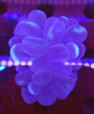 Pink Bubble Coral