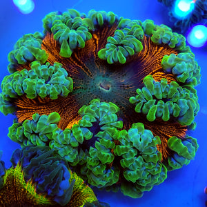 Neon Skirt Tie Dye Center Flower Anemone