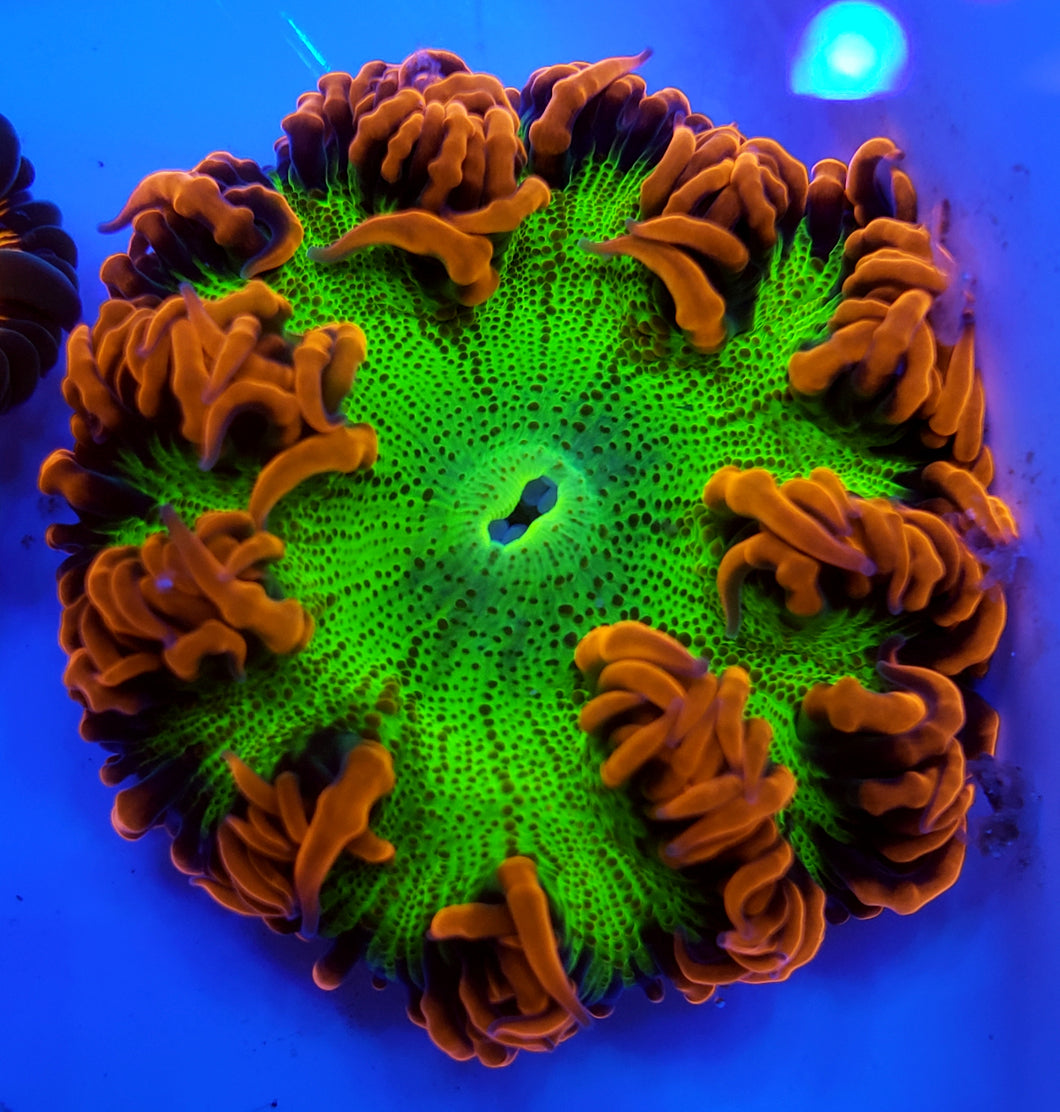 Red Skirt Ultra Green Flower Anemone