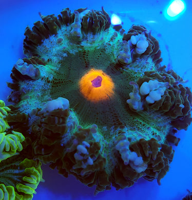Pink Center Solid Green Flower Anemone