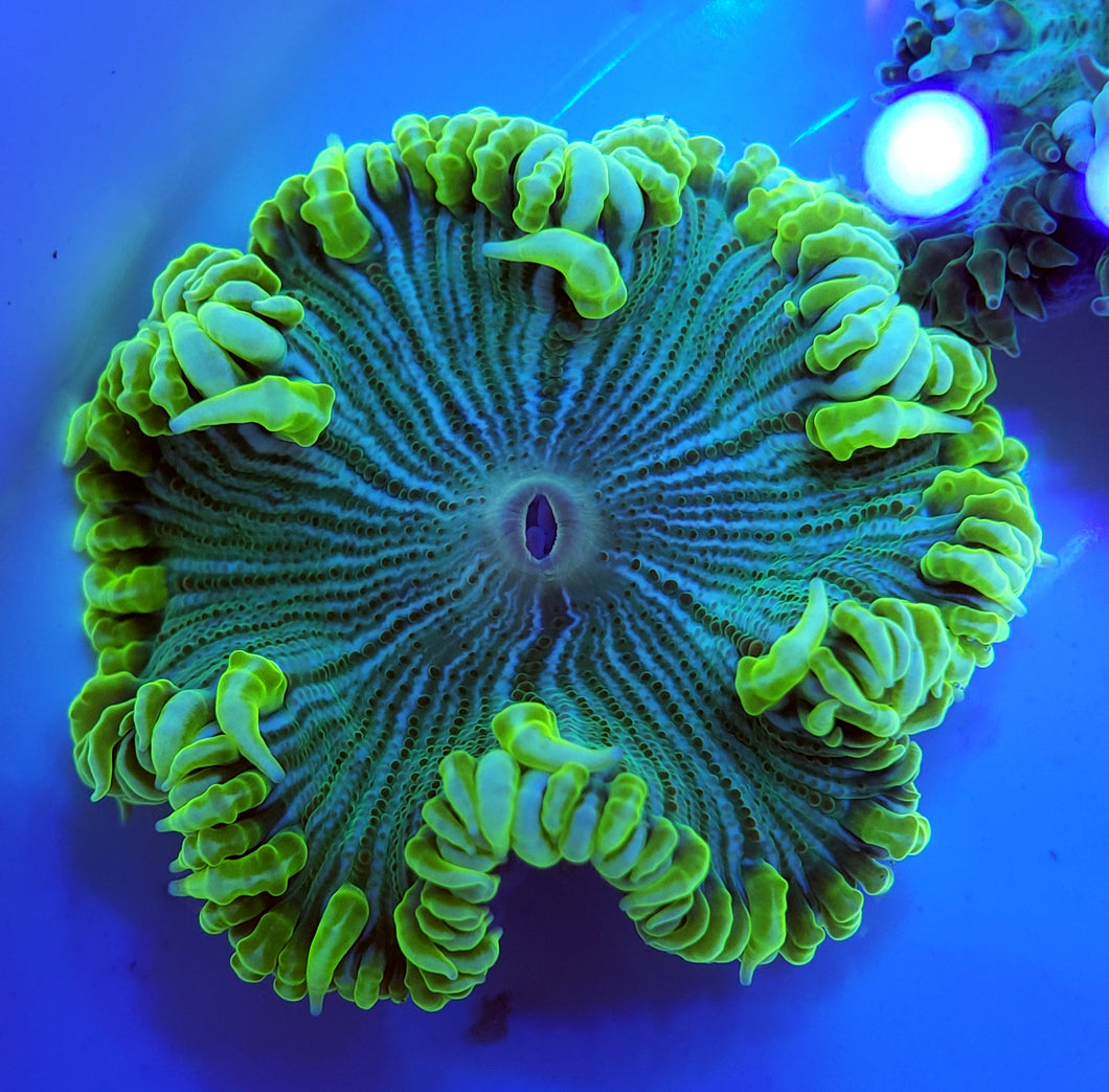 Neon Green Zebra Flower Anemone