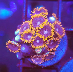 Alphaa & Omega Zoas