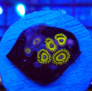 LA Laker Zoas