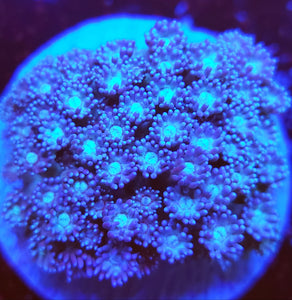 Blueberry Fields Gonipora