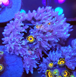 Xenia + Jungle Juice Zoa Combo