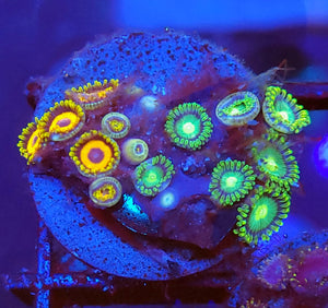 Radioactive Dragon Eye/ Jungle Juice Zoa Combo