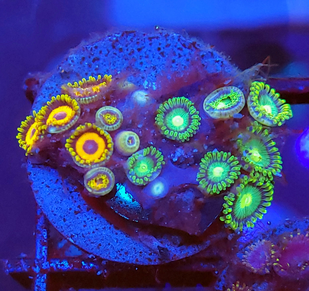 Radioactive Dragon Eye/ Jungle Juice Zoa Combo