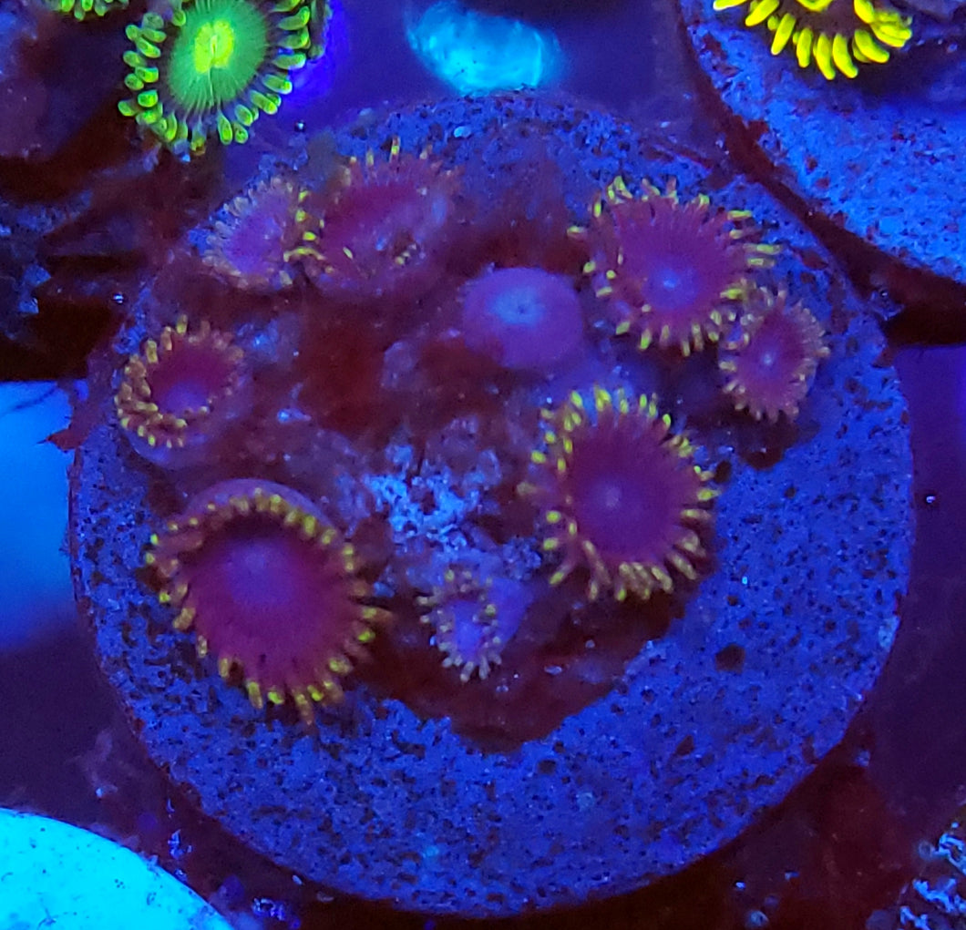 Unknown Blue/ Yellow Zoas