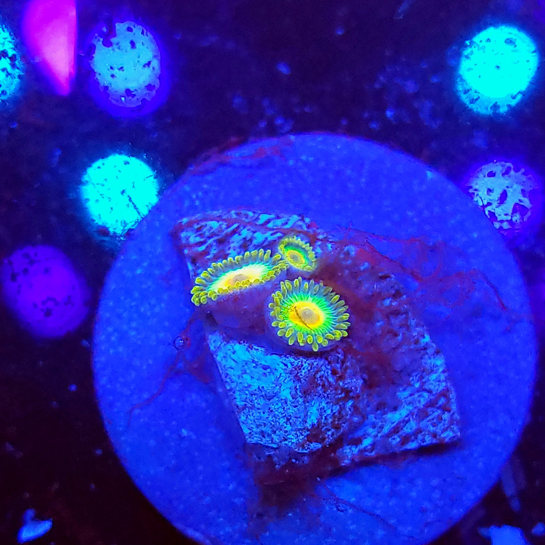 Rasta Zoas