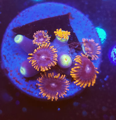 Alphaa & Omega Zoas